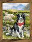 Cross stitch kit Border Collie - RIOLIS