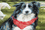 Cross stitch kit Border Collie - RIOLIS